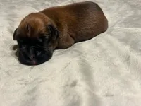 Sugars litter, a male Boxer for sale in Lakeland, FL – Photo 2 of 4