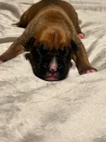 Sugars litter, a male Boxer for sale in Lakeland, FL – Photo 3 of 4