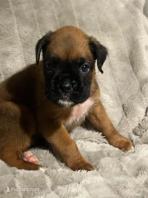 Sugars litter – Boxer puppy for sale in Lakeland, FL