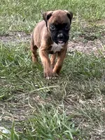 Julia, a female Boxer for sale in Lakeland, FL – Photo 2 of 3