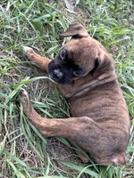 Julia, a female Boxer for sale in Lakeland, FL – Photo 3 of 3