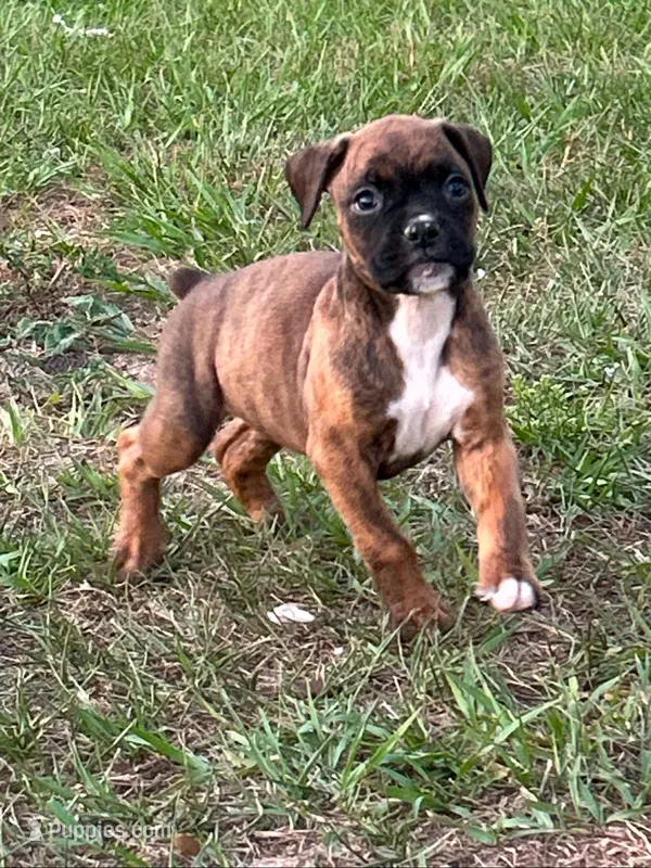 Julia – Boxer puppy on hold in Lakeland, FL
