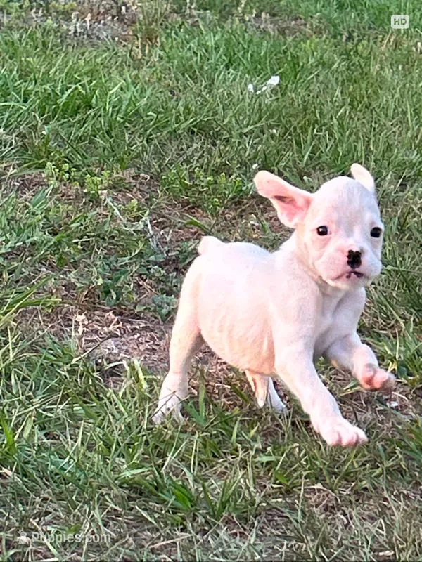Gerald  – Boxer puppy for sale in Lakeland, FL