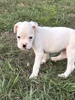 Gerald , a male Boxer for sale in Lakeland, FL – Photo 2 of 3