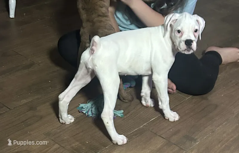 Ivy – Boxer puppy for sale in Lakeland, FL