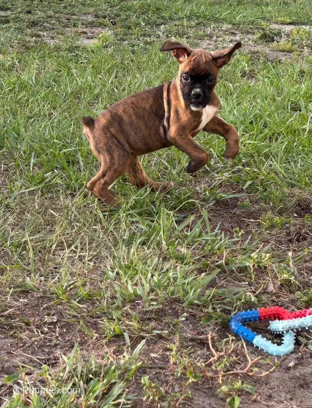 Julia – Boxer puppy for sale in Lakeland, FL