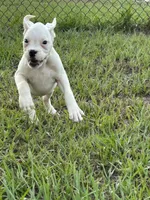 Ivy, a female Boxer for sale in Lakeland, FL – 7 of 7