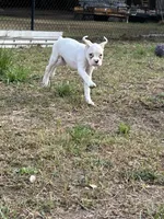 Peach, a  Boxer for sale in Lakeland, FL – Photo 2 of 3