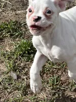 Peach, a  Boxer for sale in Lakeland, FL – Photo 1 of 3