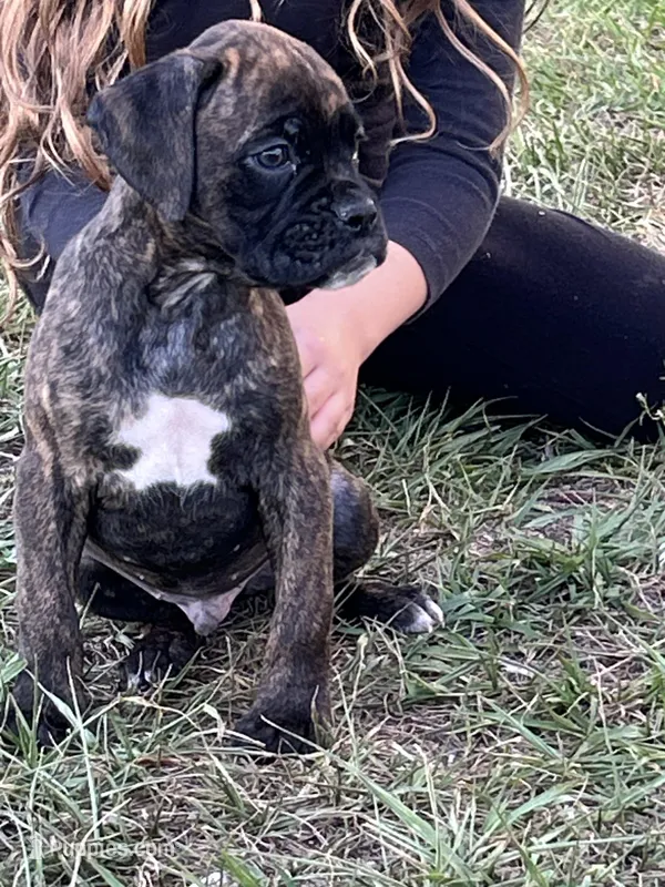 Frank – Boxer puppy on hold in Lakeland, FL