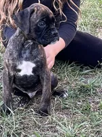 Frank, a male Boxer for sale in Lakeland, FL – Photo 1 of 3