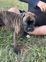 Frank, a male Boxer for sale in Lakeland, FL – Photo 3 of 3