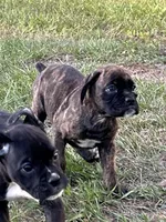 Frank, a male Boxer for sale in Lakeland, FL – Photo 2 of 3
