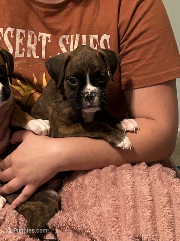 Brantley – Boxer puppy for sale in Lakeland, FL