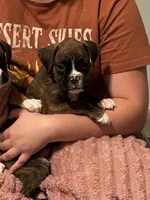 Brantley, a male Boxer for sale in Lakeland, FL – 1 of 1