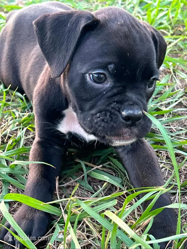 Harrison – Boxer puppy on hold in Lakeland, FL