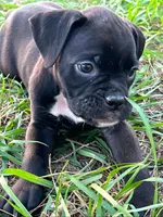 Harrison, a male Boxer for sale in Lakeland, FL – Photo 1 of 3