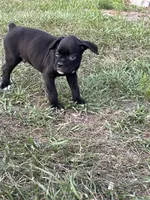 Harrison, a male Boxer for sale in Lakeland, FL – Photo 3 of 3