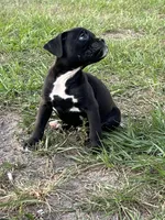 Harrison, a male Boxer for sale in Lakeland, FL – Photo 2 of 3