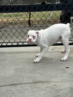 Mario, a male Boxer for sale in Lakeland, FL – Photo 3 of 3
