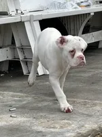 Mario, a male Boxer for sale in Lakeland, FL – Photo 1 of 3