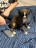 Emery , a female Boxer for sale in Lakeland, FL – 2 of 2