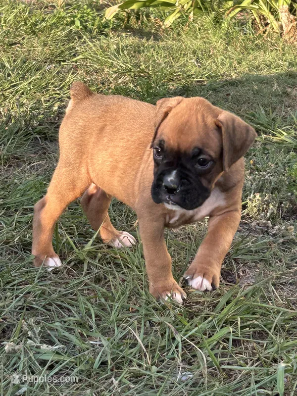 Adam – Boxer puppy for sale in Lakeland, FL