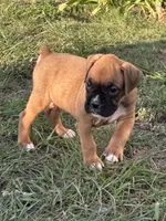 Adam, a male Boxer for sale in Lakeland, FL – Photo 1 of 2