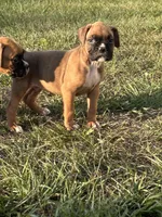 Adam, a male Boxer for sale in Lakeland, FL – Photo 2 of 2
