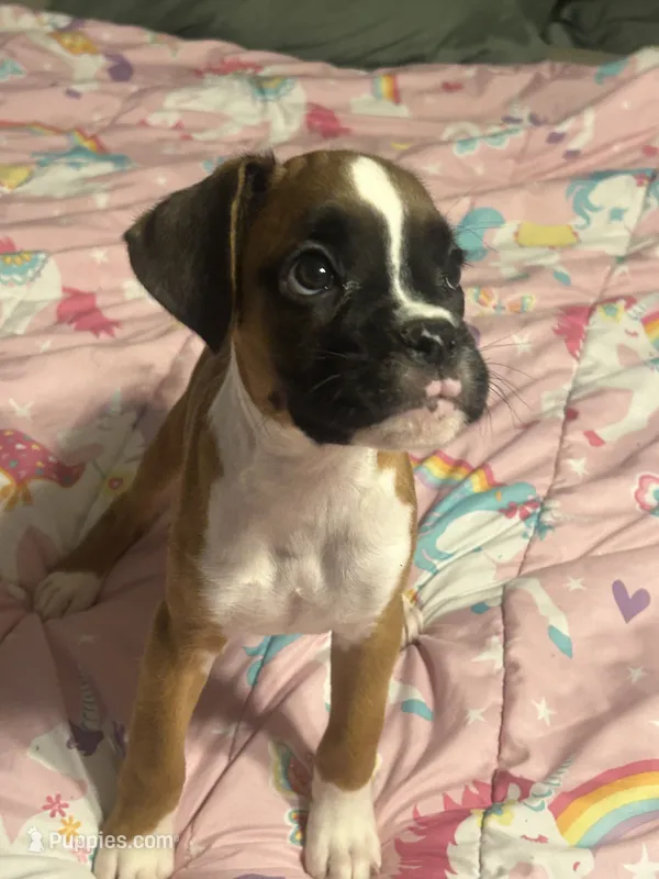 Penny – Boxer puppy for sale in Lakeland, FL