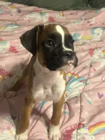 Penny, a female Boxer for sale in Lakeland, FL – 1 of 3