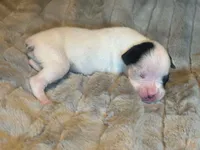 Lilly’s litter, a male Boxer for sale in Lakeland, FL – Photo 5 of 8