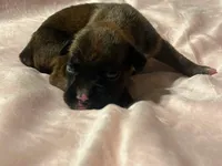 Lilly’s litter, a male Boxer for sale in Lakeland, FL – Photo 3 of 8