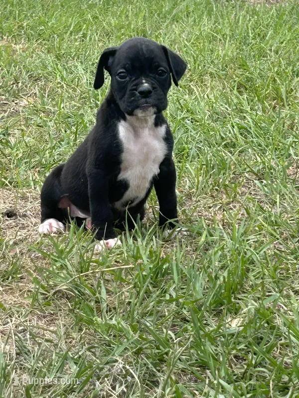 Lilly’s litter – Boxer puppy for sale in Lakeland, FL