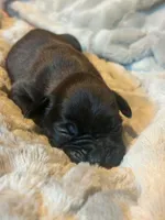 Lilly’s litter, a male Boxer for sale in Lakeland, FL – Photo 2 of 8