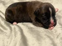 Lilly’s litter, a male Boxer for sale in Lakeland, FL – Photo 1 of 8