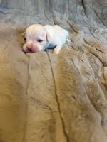 Lilly’s litter, a male Boxer for sale in Lakeland, FL – Photo 7 of 8