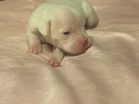 Lilly’s litter, a male Boxer for sale in Lakeland, FL – Photo 6 of 8