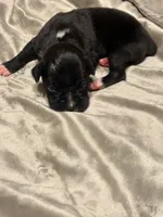 Lilly’s litter, a male Boxer for sale in Lakeland, FL – Photo 4 of 8