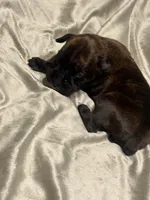 Lilly’s litter, a male Boxer for sale in Lakeland, FL – Photo 8 of 8