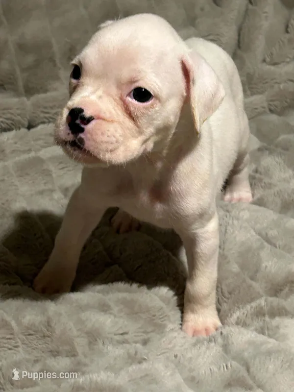 Lilly’s litter – Boxer puppy for sale in Lakeland, FL