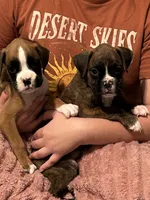 Shelly, a female Boxer for sale in Lakeland, FL – 2 of 2