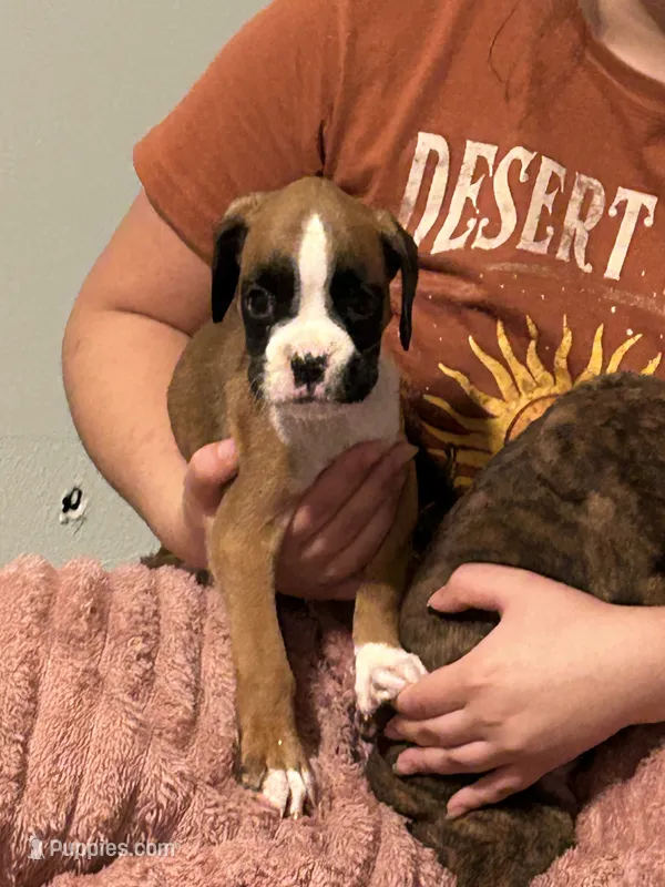 Shelly – Boxer puppy for sale in Lakeland, FL