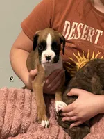 Shelly, a female Boxer for sale in Lakeland, FL – 1 of 2