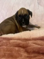 Elizabeth, a female Boxer for sale in Lakeland, FL – Photo 2 of 3