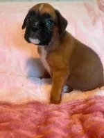 Elizabeth, a female Boxer for sale in Lakeland, FL – Photo 1 of 3