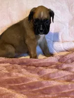 Elizabeth, a female Boxer for sale in Lakeland, FL – Photo 3 of 3