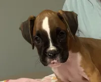 Penny, a female Boxer for sale in Lakeland, FL – 3 of 3