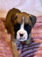 Diana, a female Boxer for sale in Lakeland, FL – Photo 2 of 3