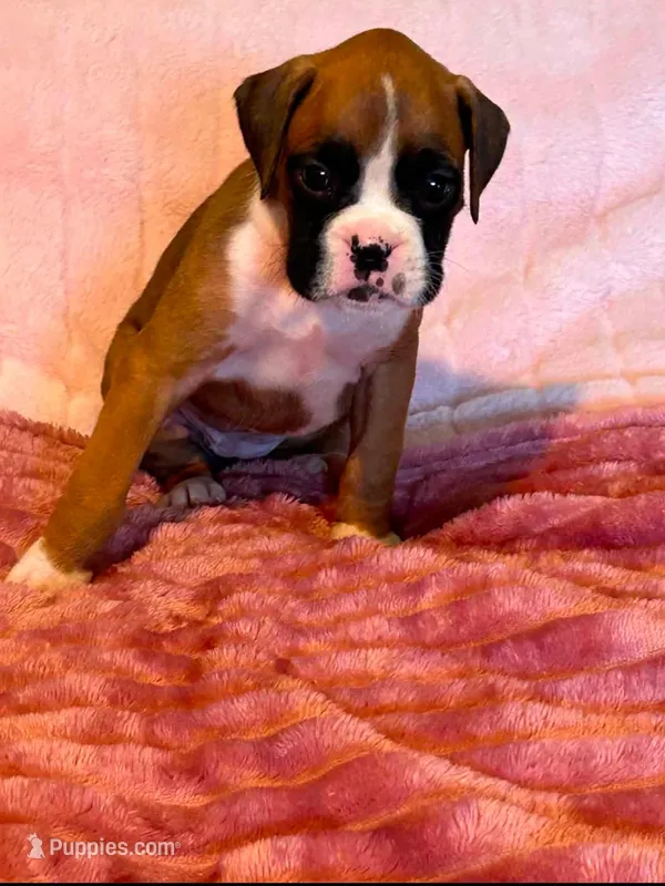 Diana – Boxer puppy on hold in Lakeland, FL